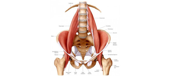 What is a psoas? Why is it so tight all the time?